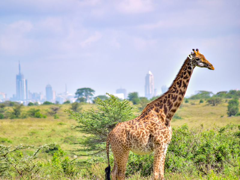 A lone giraffe walking across the savanna with the Nairobi city skyline visible in the background at Nairobi National Park.