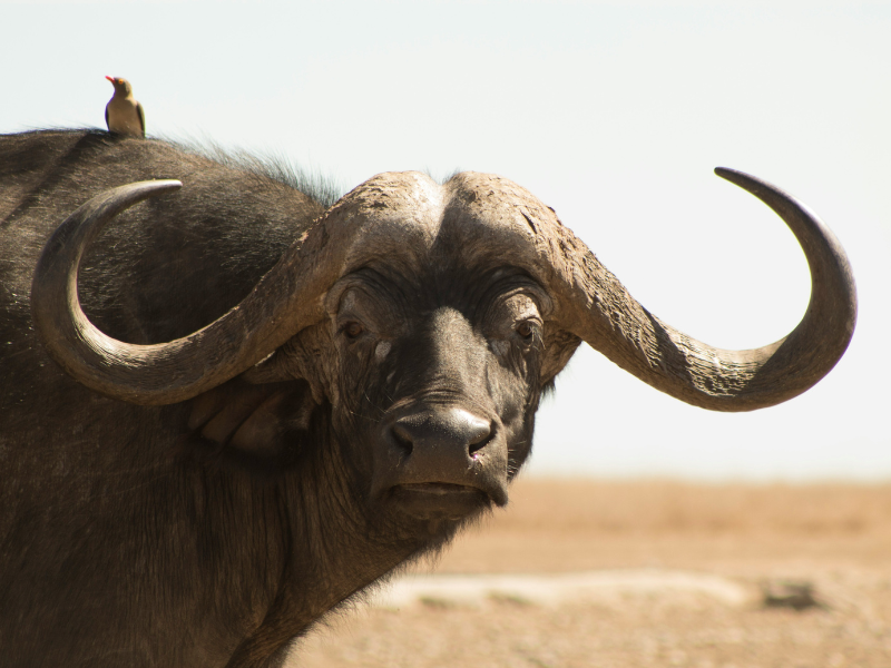 A Cape buffalo with large curved horns standing alert, accompanied by an oxpecker bird on its back, in Ol Pejeta Conservancy, Kenya.