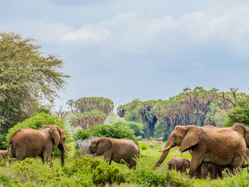 A herd of elephants grazing in the green, palm-dotted landscape of Samburu National Park in Kenya, under a partly cloudy sky.