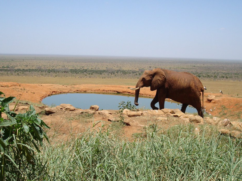 Red-dust elephant walking near a waterhole in Tsavo East National Park with endless savannah stretching into the distance.