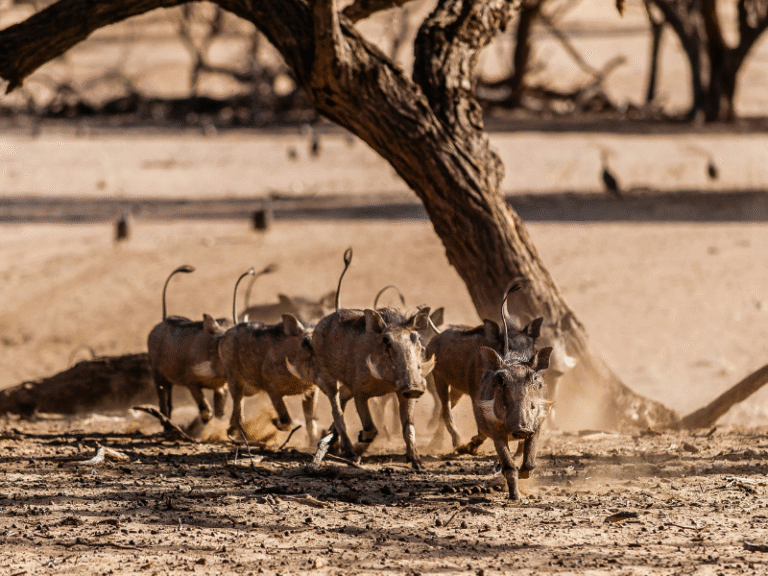 Group of warthogs running across a dusty savanna with trees in the background at Okapuka Ranch, Namibia.