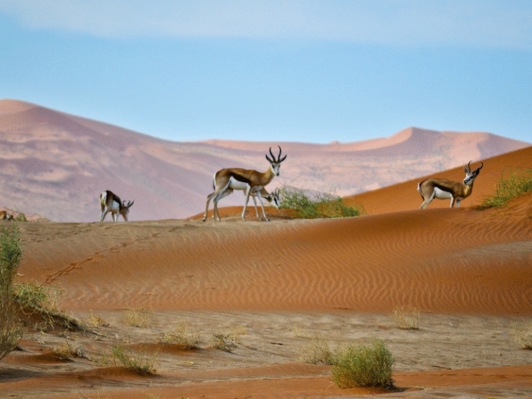 Springbok walking across red sand dunes at Sossusvlei during a Namibia safaris adventure.