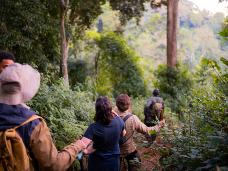 A group of trekkers following a guided trail through the lush, dense rainforest of Nyungwe National Park in Rwanda.