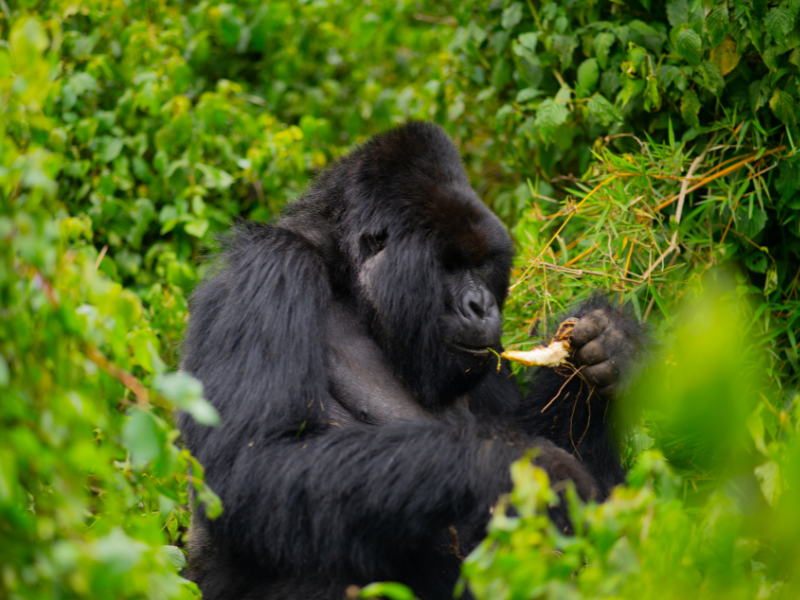 A majestic mountain gorilla surrounded by dense vegetation in Rwanda’s Volcanoes National Park, calmly feeding on roots and plants.