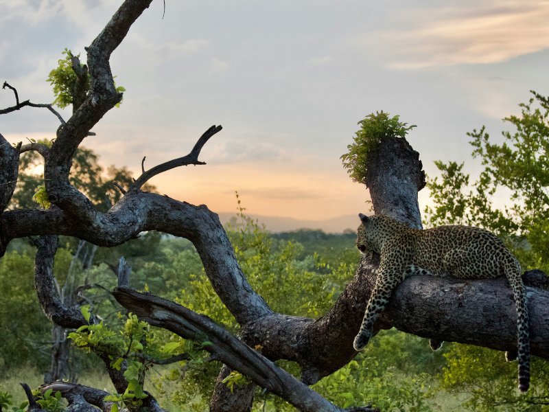 A leopard lounging in a tree at dusk at Sabi Sands Game Reserve, symbolizing the Big Five safari experience.