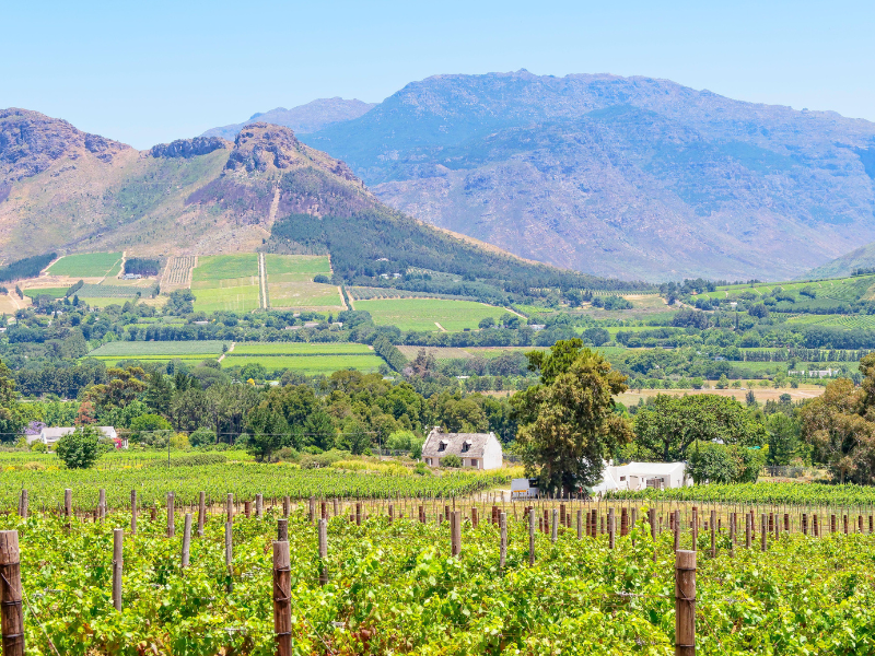Lush vineyards in the Cape Winelands of South Africa with dramatic mountains in the background, showcasing the country’s famous wine region.