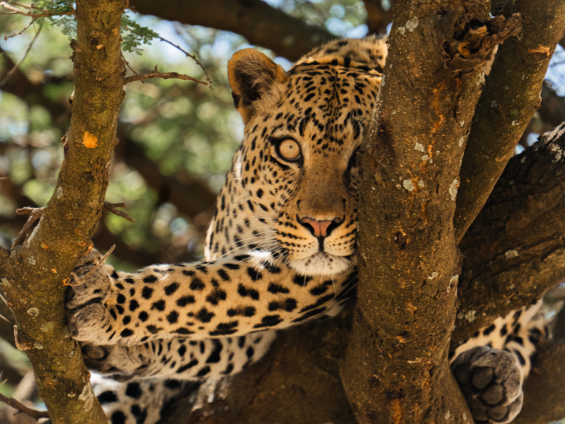 A stealthy leopard resting in a tree with one paw hanging down, partially hidden by the branches—spotted during a Tanzania safari.