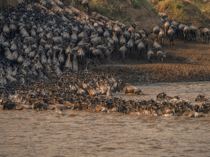 A massive herd of wildebeest crossing the Mara River during the Great Migration in Tanzania, one of Africa's most iconic safari spectacles.