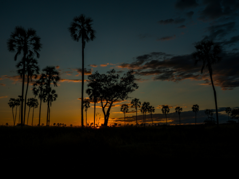 Silhouettes of tall palm trees at sunset in Ruaha National Park, Tanzania, with a vibrant orange sky fading into dusk.