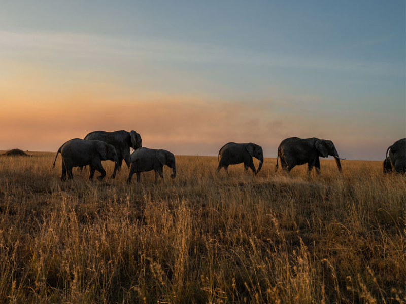 A herd of elephants walking through golden grassland at sunset in Serengeti National Park, with a soft glow lighting the horizon.