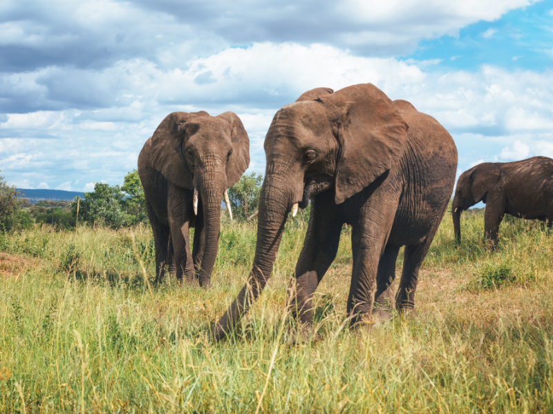Close-up of two elephants grazing in Tarangire National Park, Tanzania, with a cloudy sky and green vegetation in the background.