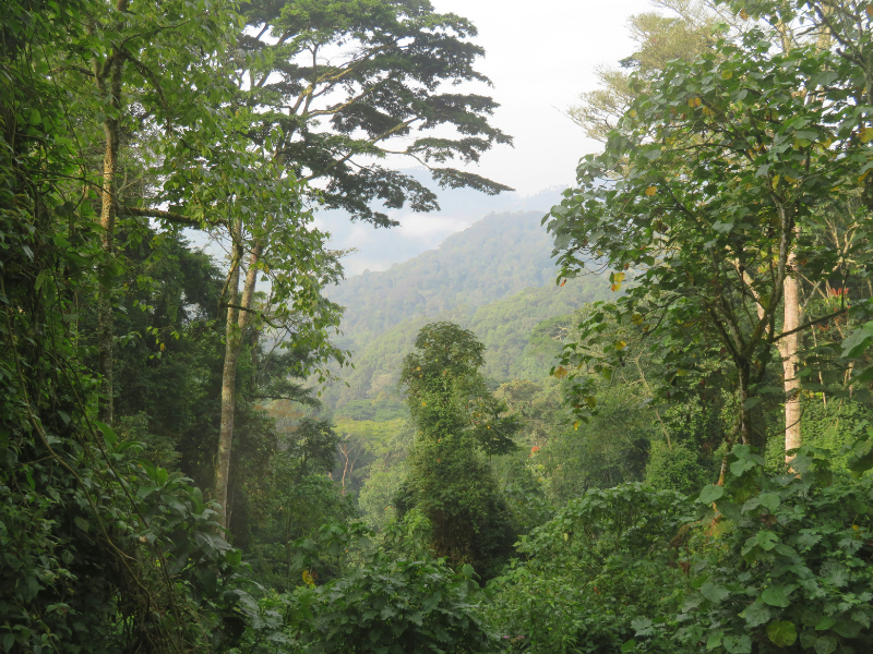 A lush, misty view of Bwindi Impenetrable Forest in Uganda, a UNESCO World Heritage Site and home to endangered mountain gorillas.