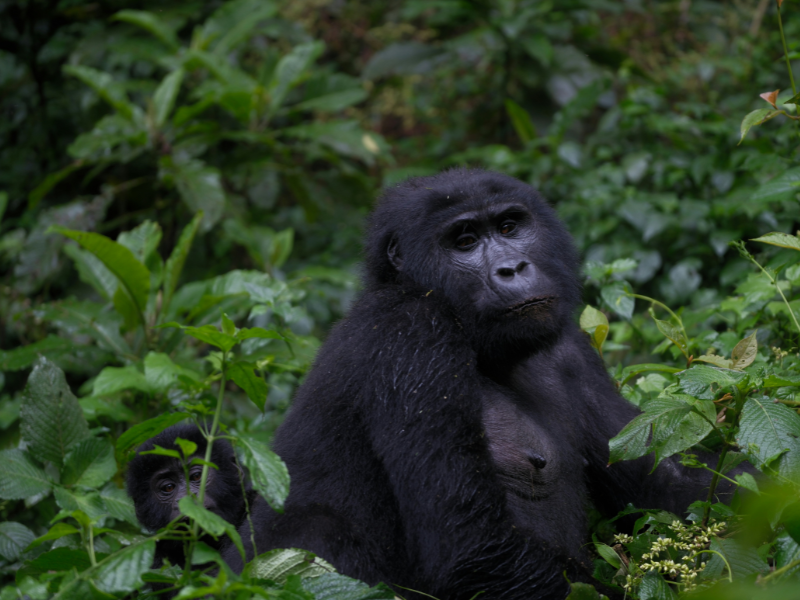 A mountain gorilla with her baby peering from behind leaves in Uganda’s Bwindi Impenetrable Forest, a top destination for a gorilla trekking excursion.