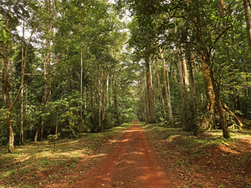 A red dirt trail winding through the dense, tropical greenery of Kibale Forest National Park, Uganda—famous for chimpanzee trekking and rich biodiversity.