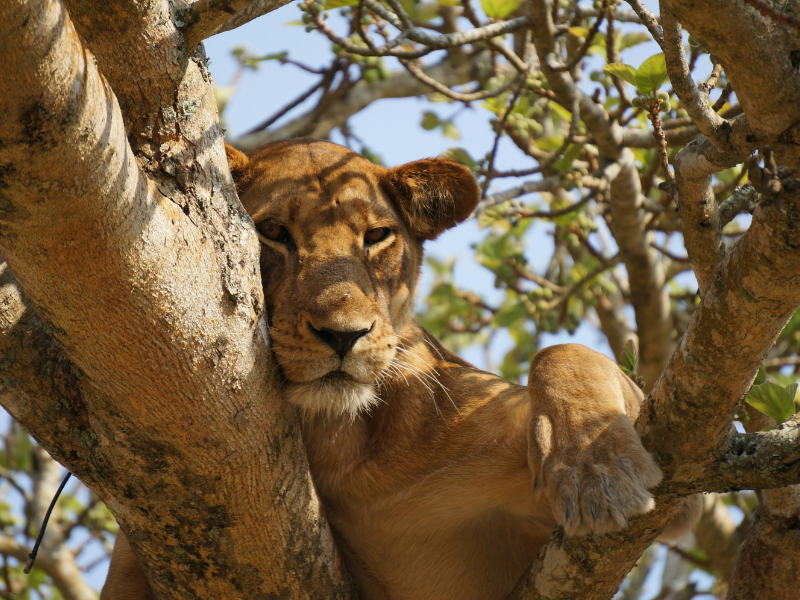 A lion lounging in the branches of a tree in Uganda’s Queen Elizabeth National Park, one of the few places in Africa where lions are known to climb trees.