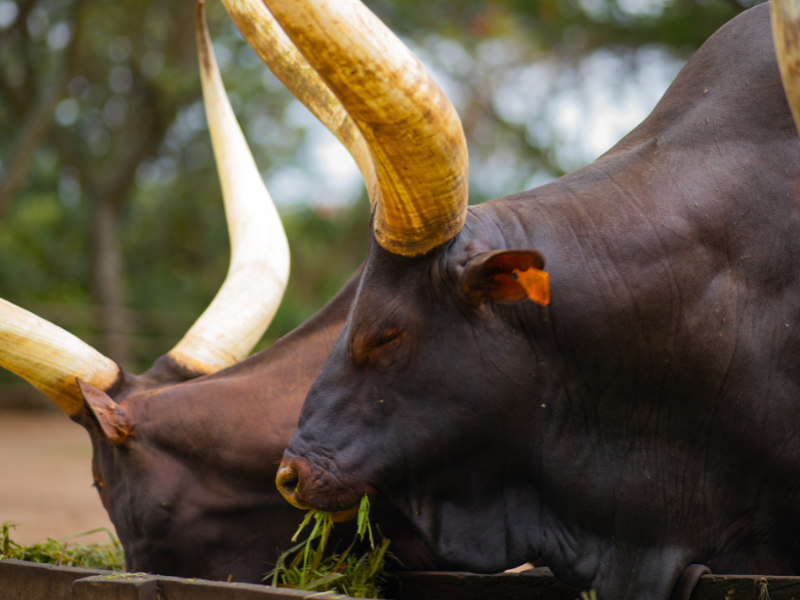 Close-up of two Ankole cattle with massive curved horns, peacefully eating fresh greens.