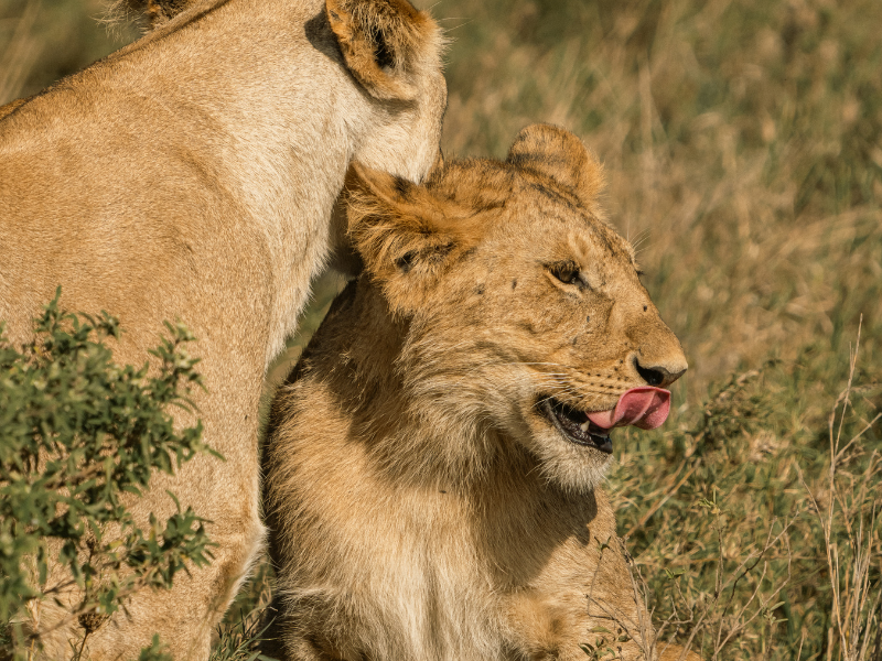 Young lion licking its lips while resting against another lion in dry grassland.