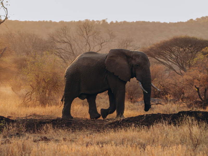 African elephant walking through golden dry grass at sunset, surrounded by acacia trees and soft evening light.