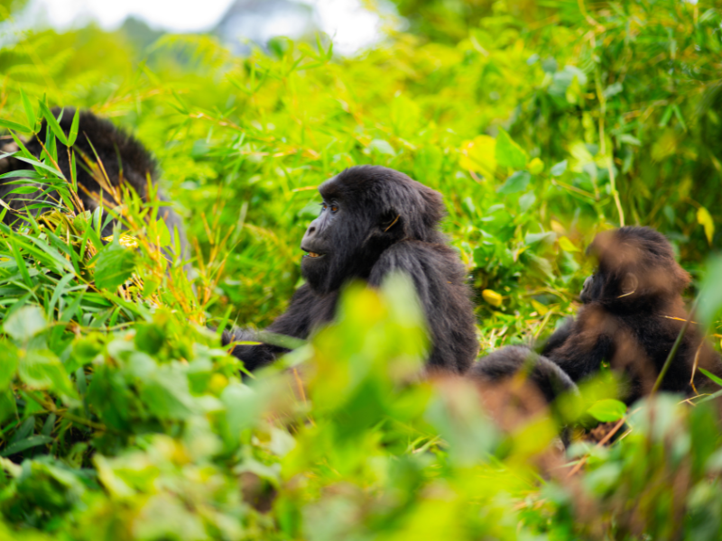 Mountain gorillas resting and foraging in dense green vegetation on a misty forested slope.