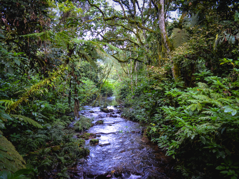 Shaded rainforest stream flowing over rocks beneath thick green canopy and hanging moss.