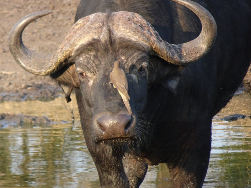 Cape buffalo standing at a watering hole with a red-billed oxpecker perched on its face.