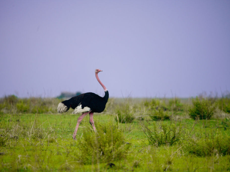 Male ostrich striding across open green plains beneath a purple-tinged sky, a classic highlight for travelers exploring what to see in Tarangire National Park.
