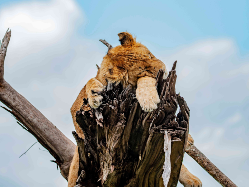 Young lion lounging high on a broken tree trunk, resting its head and paws on the weathered wood under a bright sky.