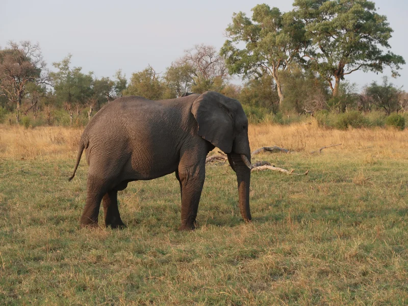 African elephant grazing peacefully in an open savannah clearing, a classic sight for travelers searching for Where to See the Big Five in Africa.