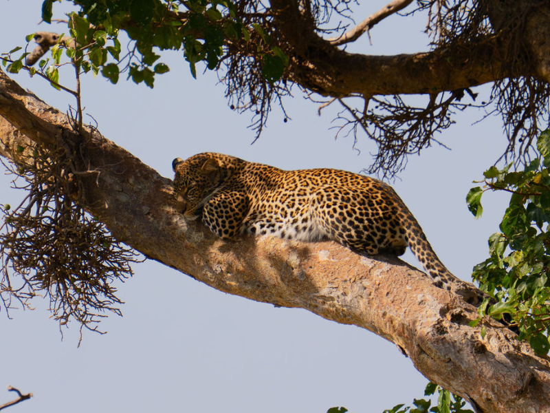 Leopard stretched out asleep on a thick tree branch with dappled sunlight highlighting its golden spotted coat.