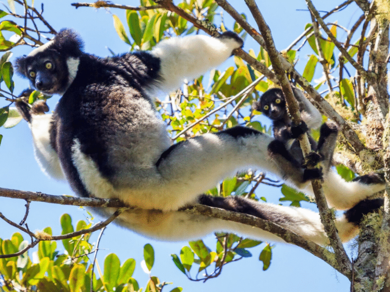 Indri lemur with its baby resting on a tree branch in Andasibe-Mantadia National Park, Madagascar’s lush rainforest reserve.