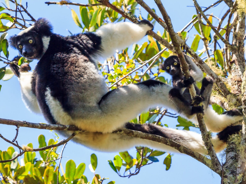 Indri lemur with its baby resting on a tree branch in Andasibe-Mantadia National Park, Madagascar’s lush rainforest reserve.