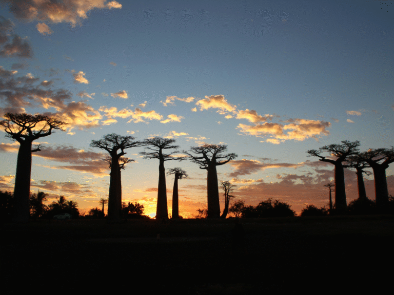 Baobab trees silhouetted against a sunset sky along the Avenue of the Baobabs near Morondava, Madagascar.