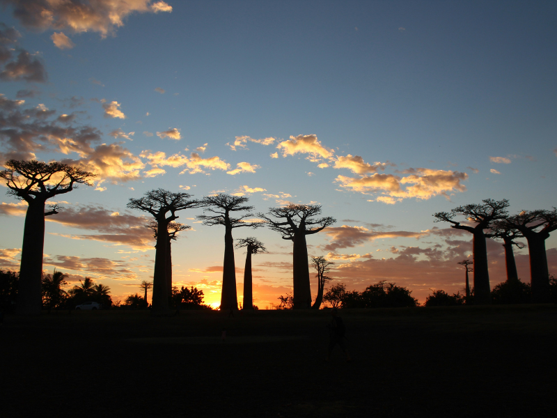 Baobab trees silhouetted against a sunset sky along the Avenue of the Baobabs near Morondava, Madagascar.