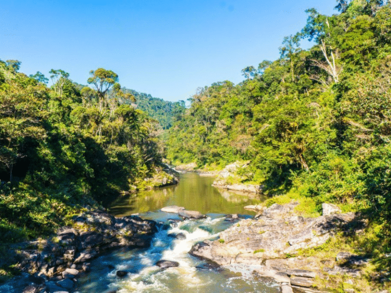 A lush river flowing through the rainforest of Ranomafana National Park, Madagascar, surrounded by dense tropical greenery.