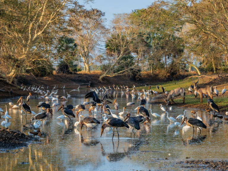 Flocks of birds and antelope gather around a waterhole in Gorongosa National Park, Mozambique’s top wildlife conservation area.