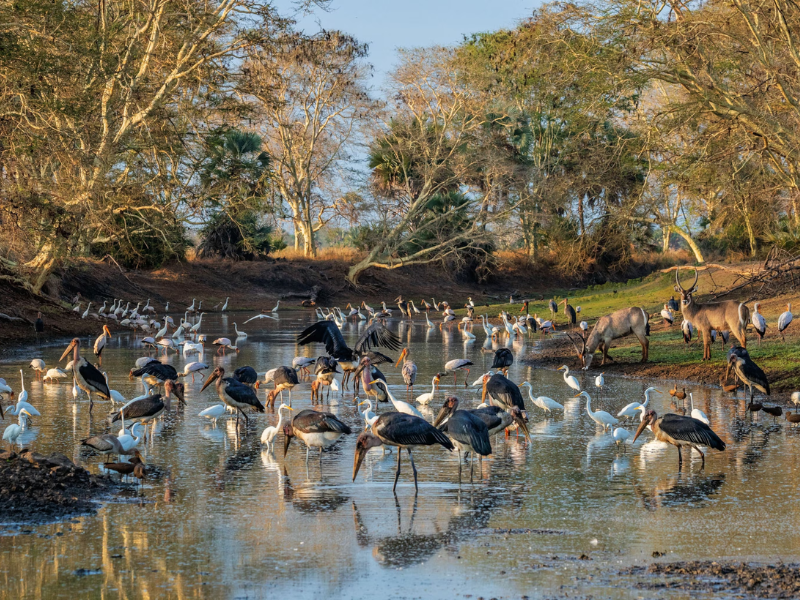 Flocks of birds and antelope gather around a waterhole in Gorongosa National Park, Mozambique’s top wildlife conservation area.