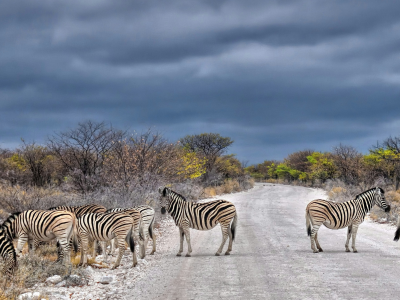 Group of zebras standing on a dirt road in Etosha National Park, Namibia, surrounded by dry bushveld and moody skies.
