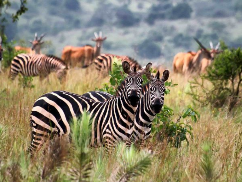 Zebras and antelope grazing on the savannah plains of Akagera National Park in Rwanda, one of the best places for wildlife safaris and Big Five sightings.