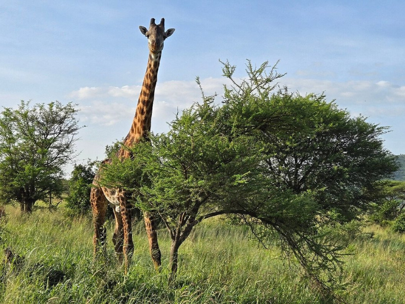 A giraffe standing among acacia trees in Arusha National Park, Tanzania, with clear skies and lush green grass.