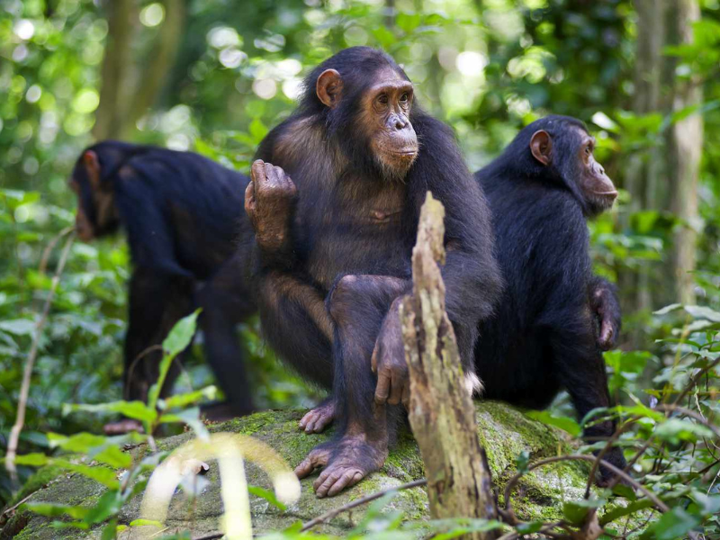Three chimpanzees sitting in the forest in Gombe National Park, surrounded by dense green vegetation.