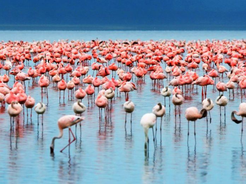 A large flock of flamingos wading in the shallow waters of Lake Manyara in Tanzania.