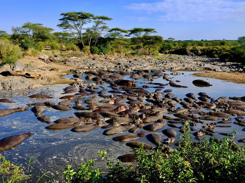 A large group of hippos gathered in a muddy river pool in Nyerere National Park, Tanzania.