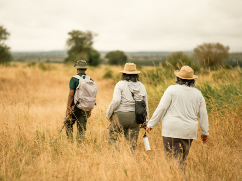 A small group of travelers walking through tall golden grass on a guided walking safaris in Tanzania.