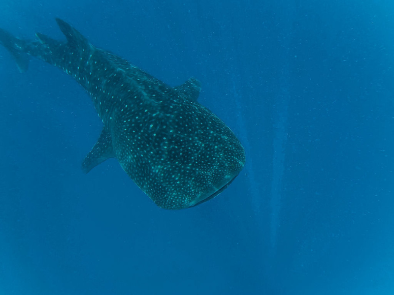 Whale shark swimming in the deep blue waters off Mafia Island, Tanzania, during whale shark season.