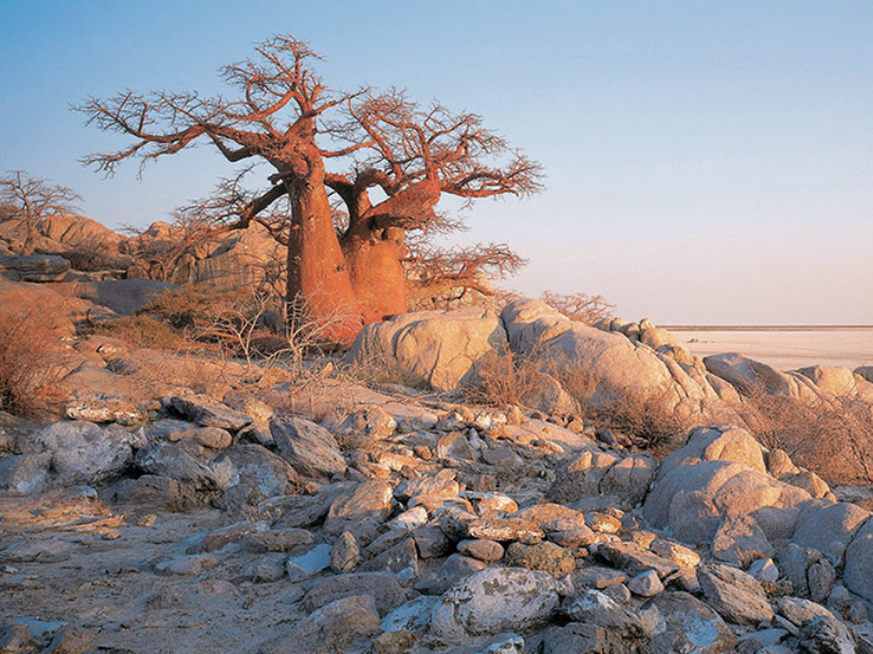 Large baobab trees rising from rocky terrain beside the flat white expanse of Nxai Pan.