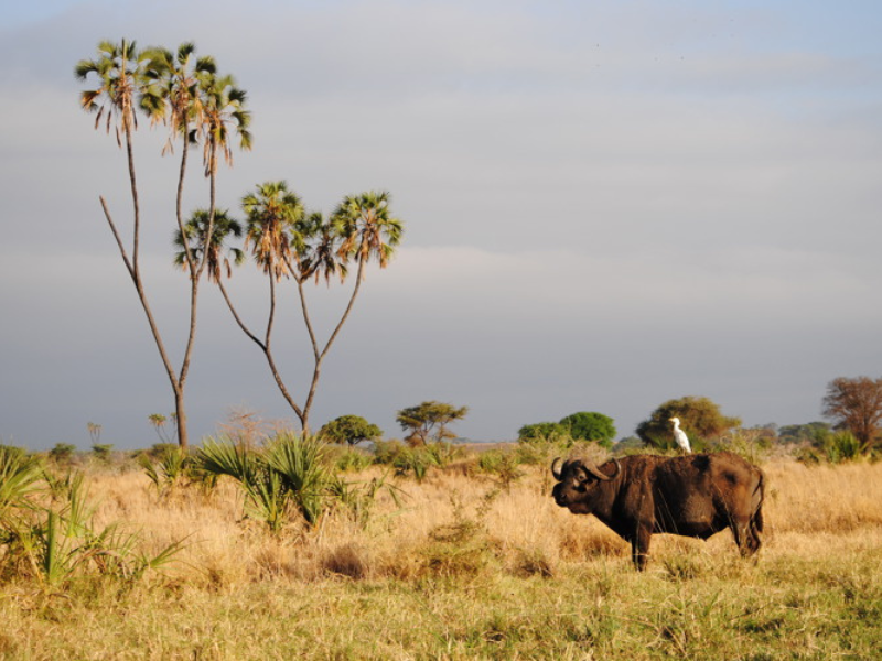 Buffalo standing in Meru National Park’s dry grassland with tall palms and open savannah.