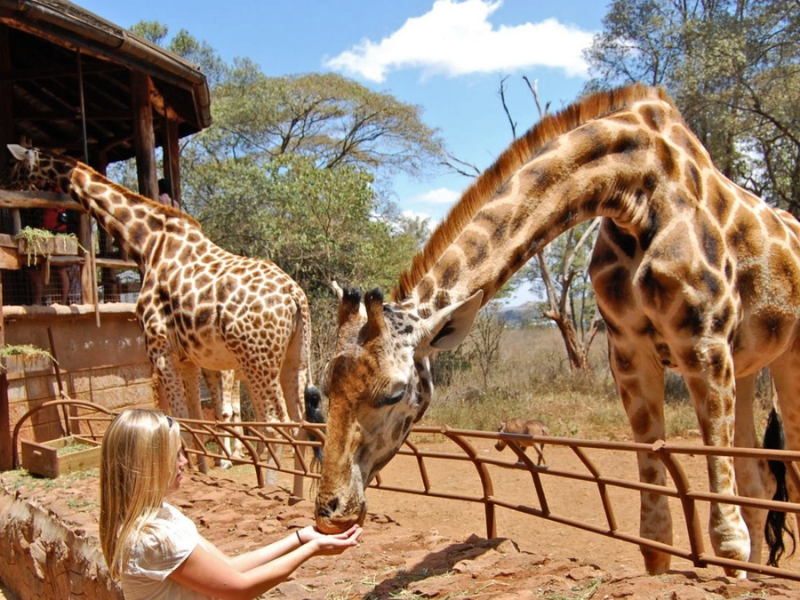 Visitor feeding a Rothschild’s giraffe at the Nairobi Giraffe Centre.