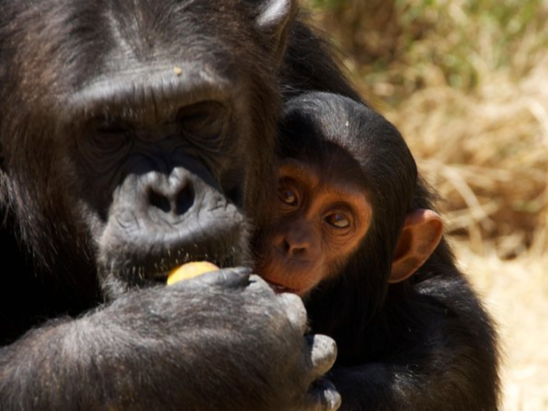 Adult chimpanzee holding food while a baby chimp peeks out from behind, both sitting closely together at Sweetwaters Chimpanzee Sanctuary.