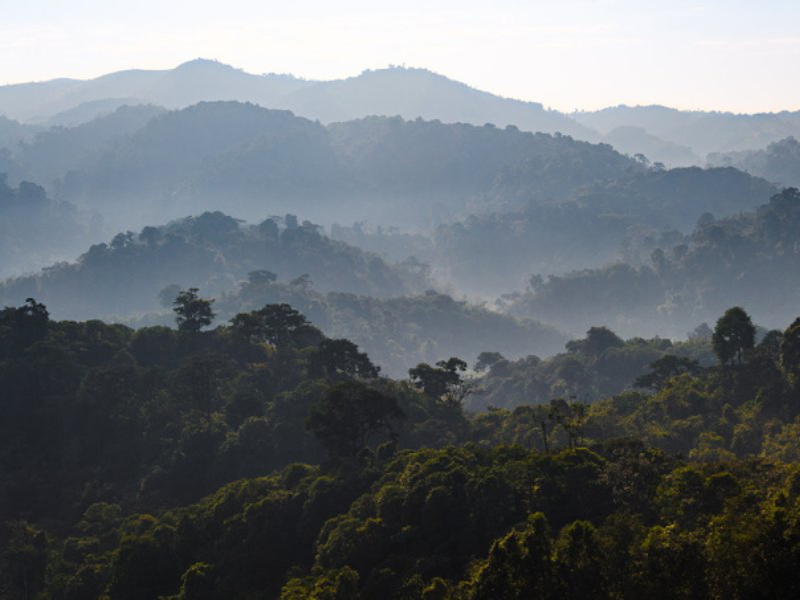 Misty forested hills of Gishwati–Mukura National Park with dense tree cover stretching into the distance.
