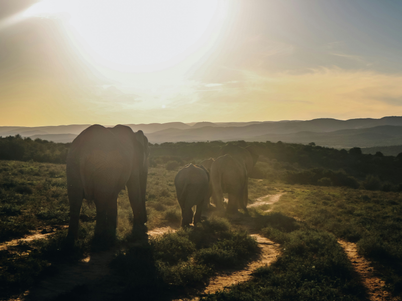 Elephants walking along a dirt path at sunset in Addo Elephant National Park.